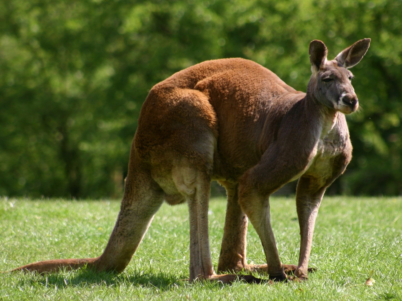 Kanguru Resimleri