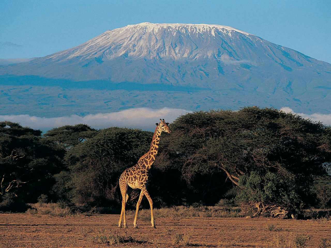 Kilimanjaro Resim