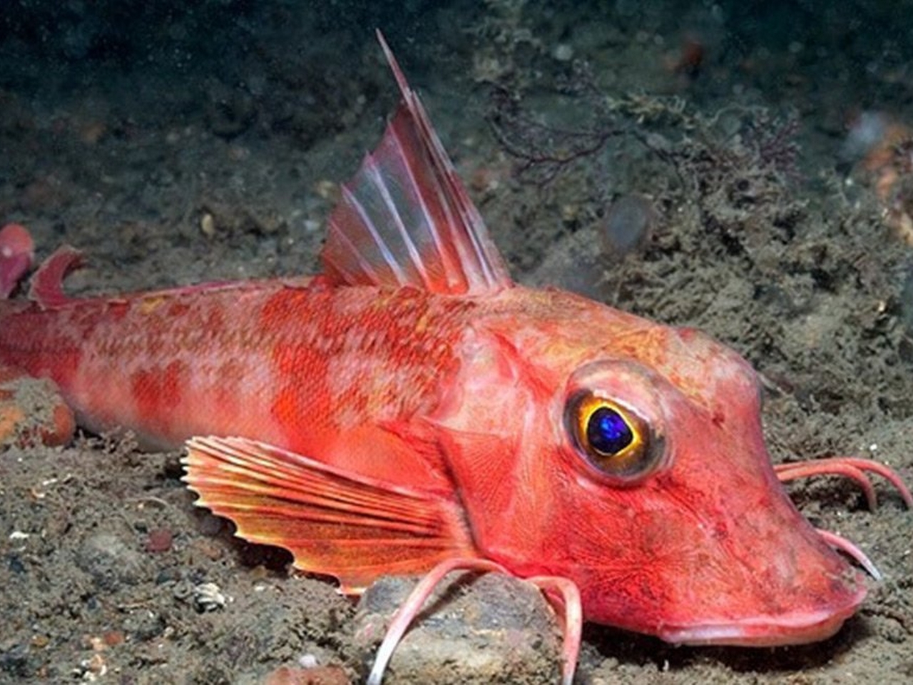 Kırlangıç Balığı Resim