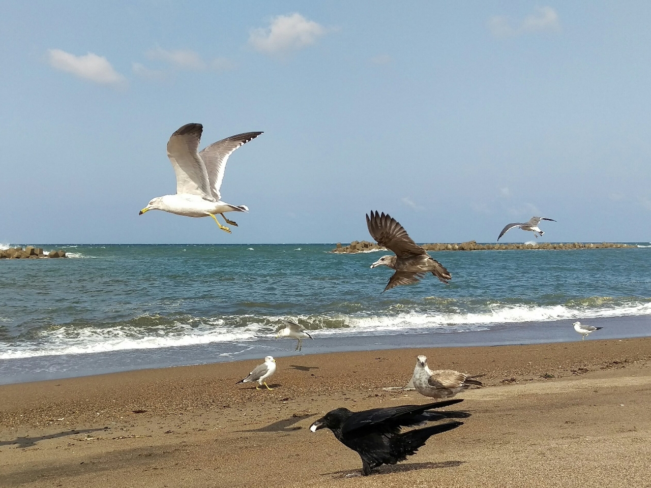 Kıyı Kuşları Resimleri