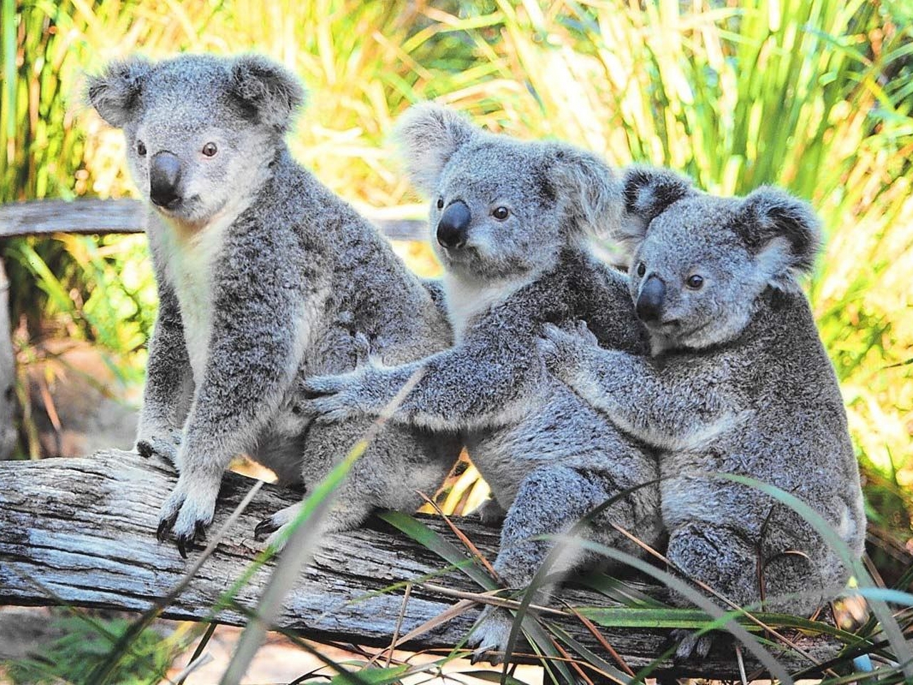 Koala Resimleri