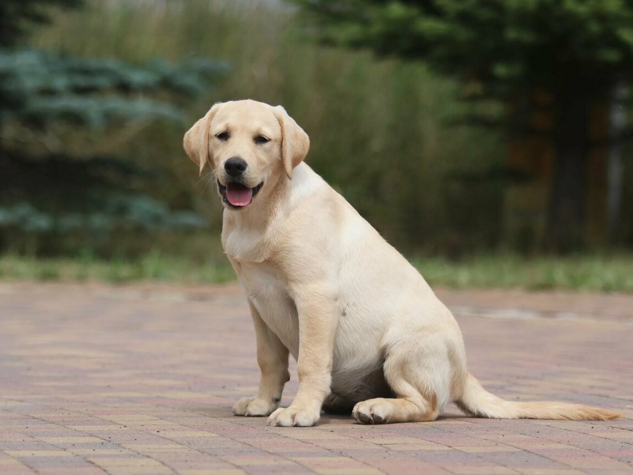 Labrador Resim