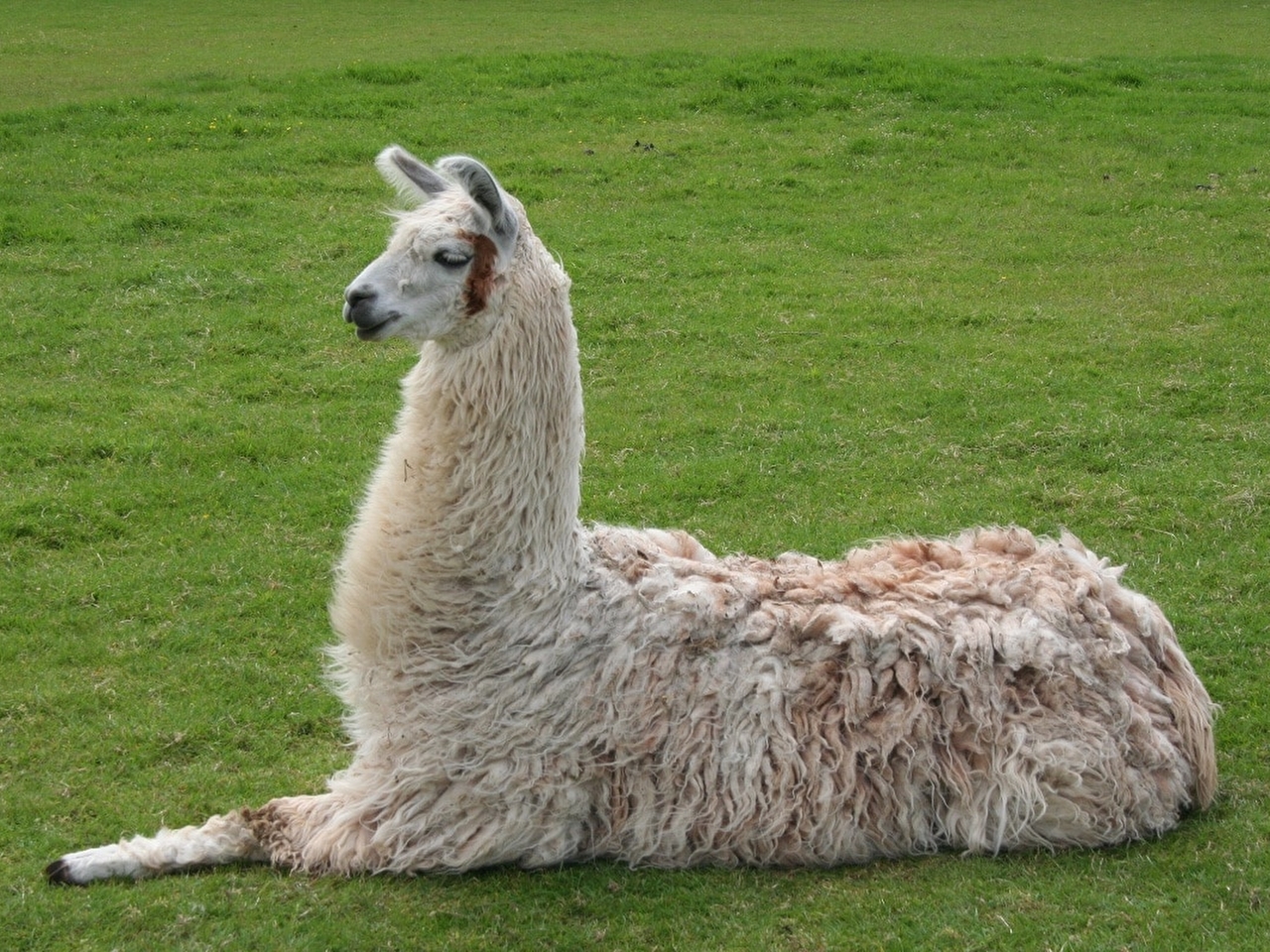 Lama Resimleri