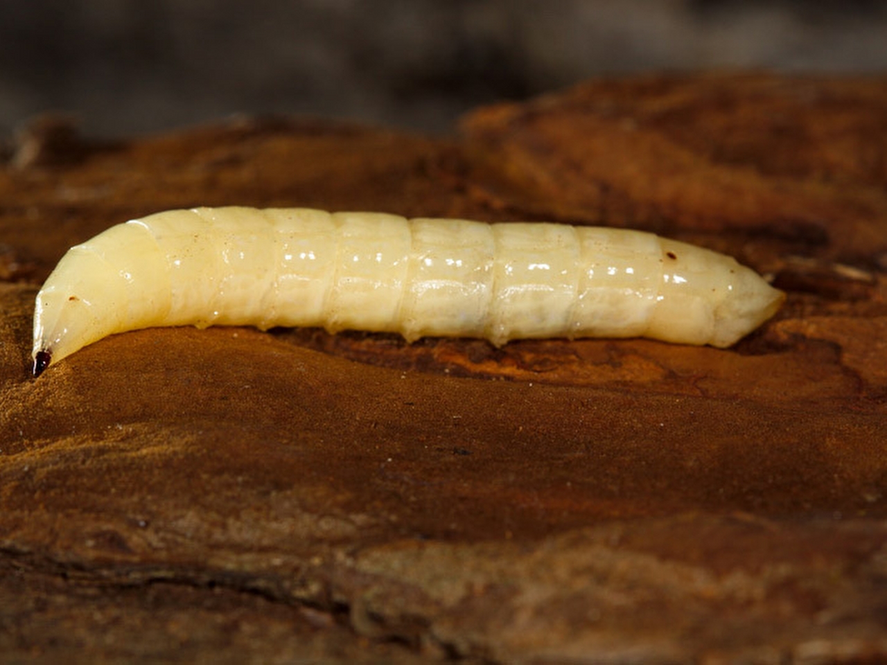 Larva Resimleri