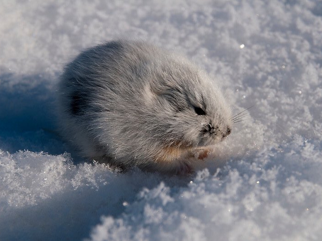 Lemming Resimleri