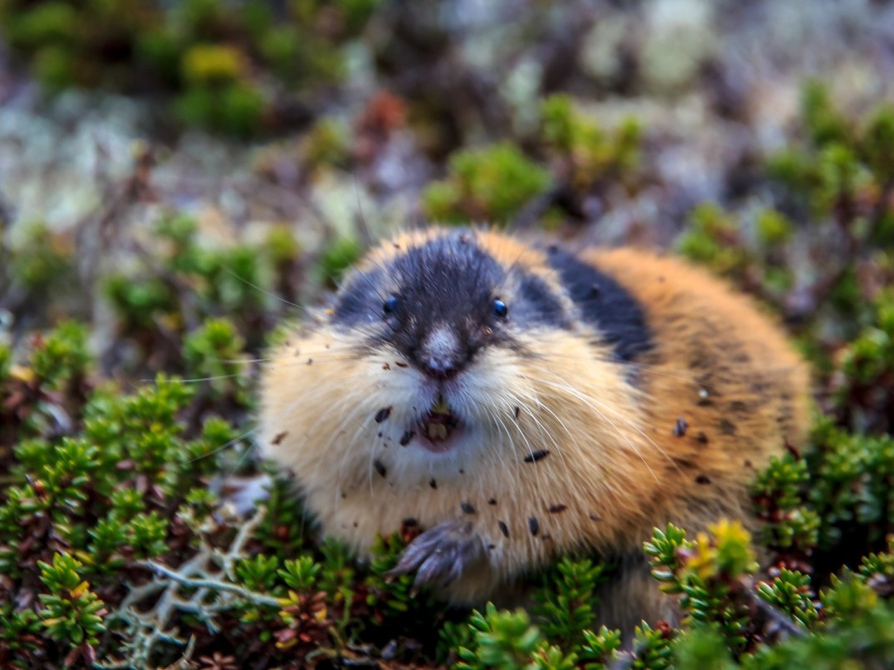 Lemming Resim