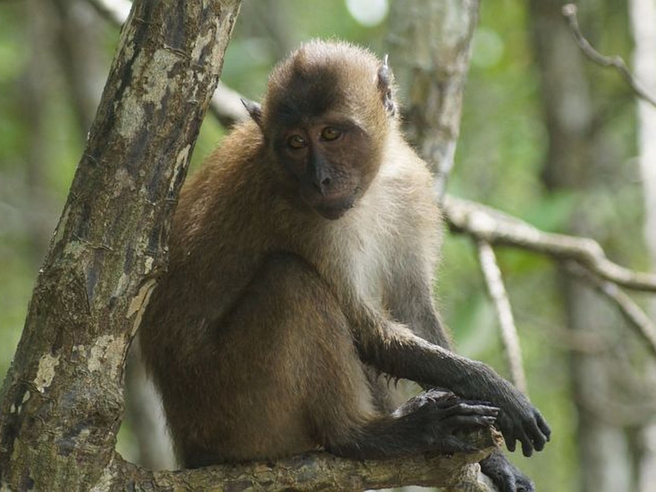 Maki (Maymun) Resimleri