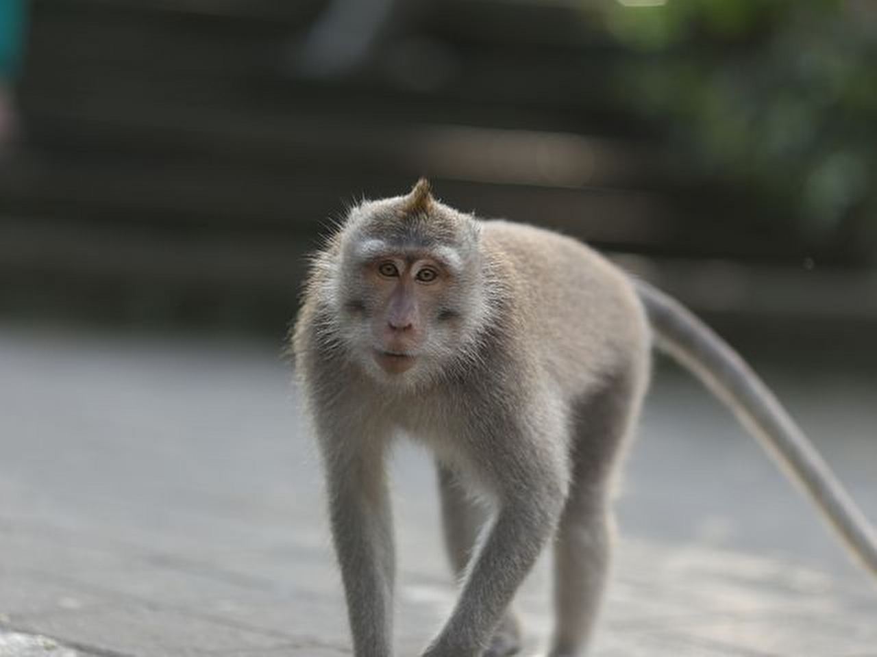 Maki (Maymun) Resim