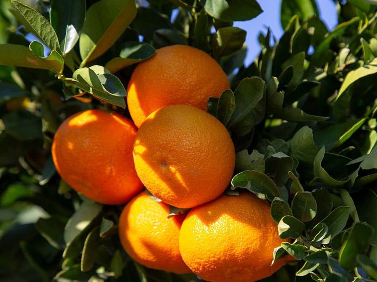 Mandalina Resim Mandalina Resim