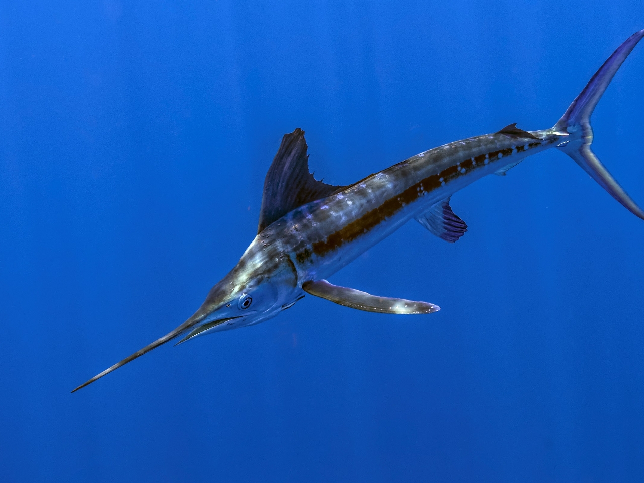 Marlin Resimleri Marlin Resimleri