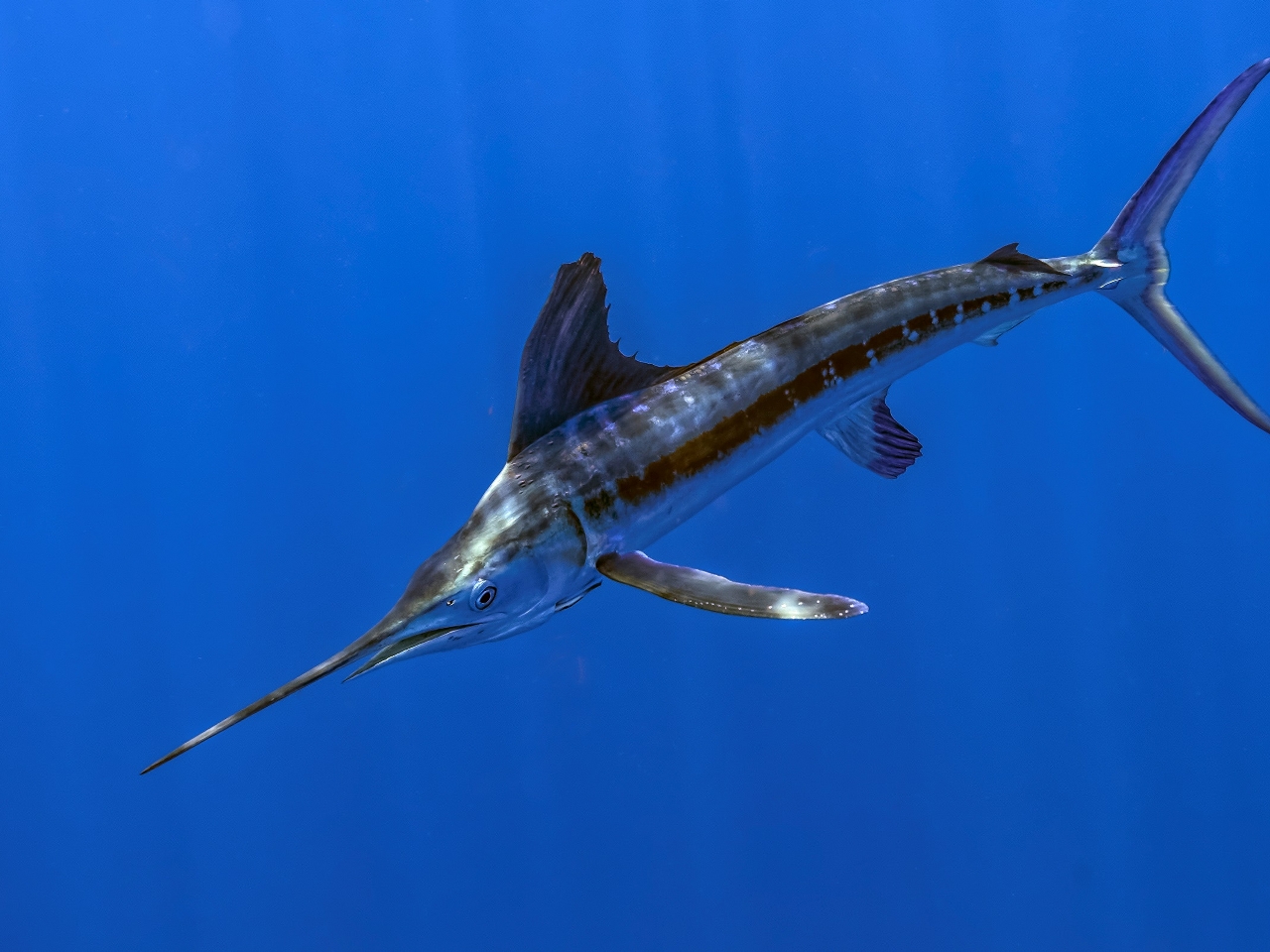 Marlin Resimleri