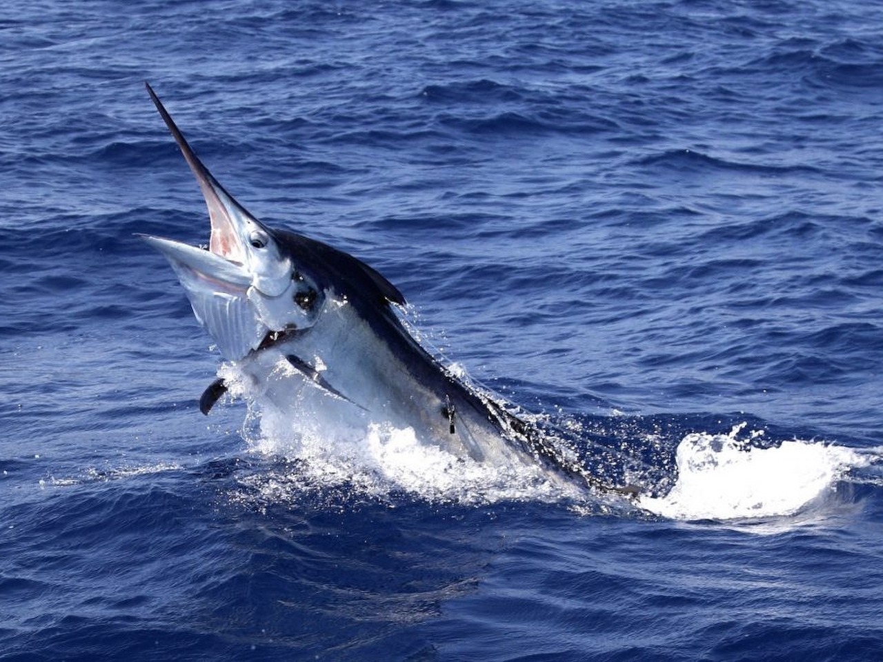 Marlin Resim Marlin Resim