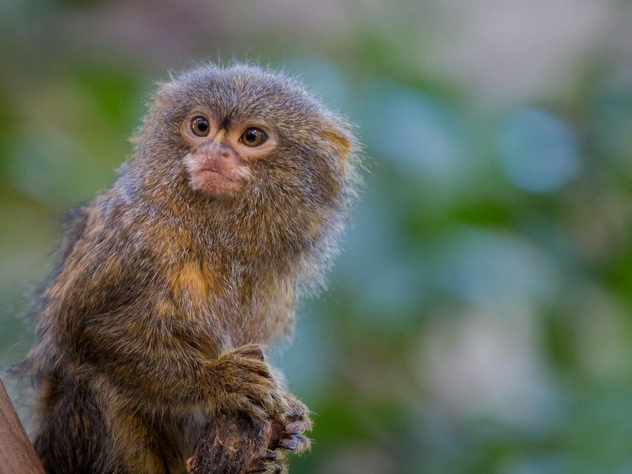 Marmoset Resimleri