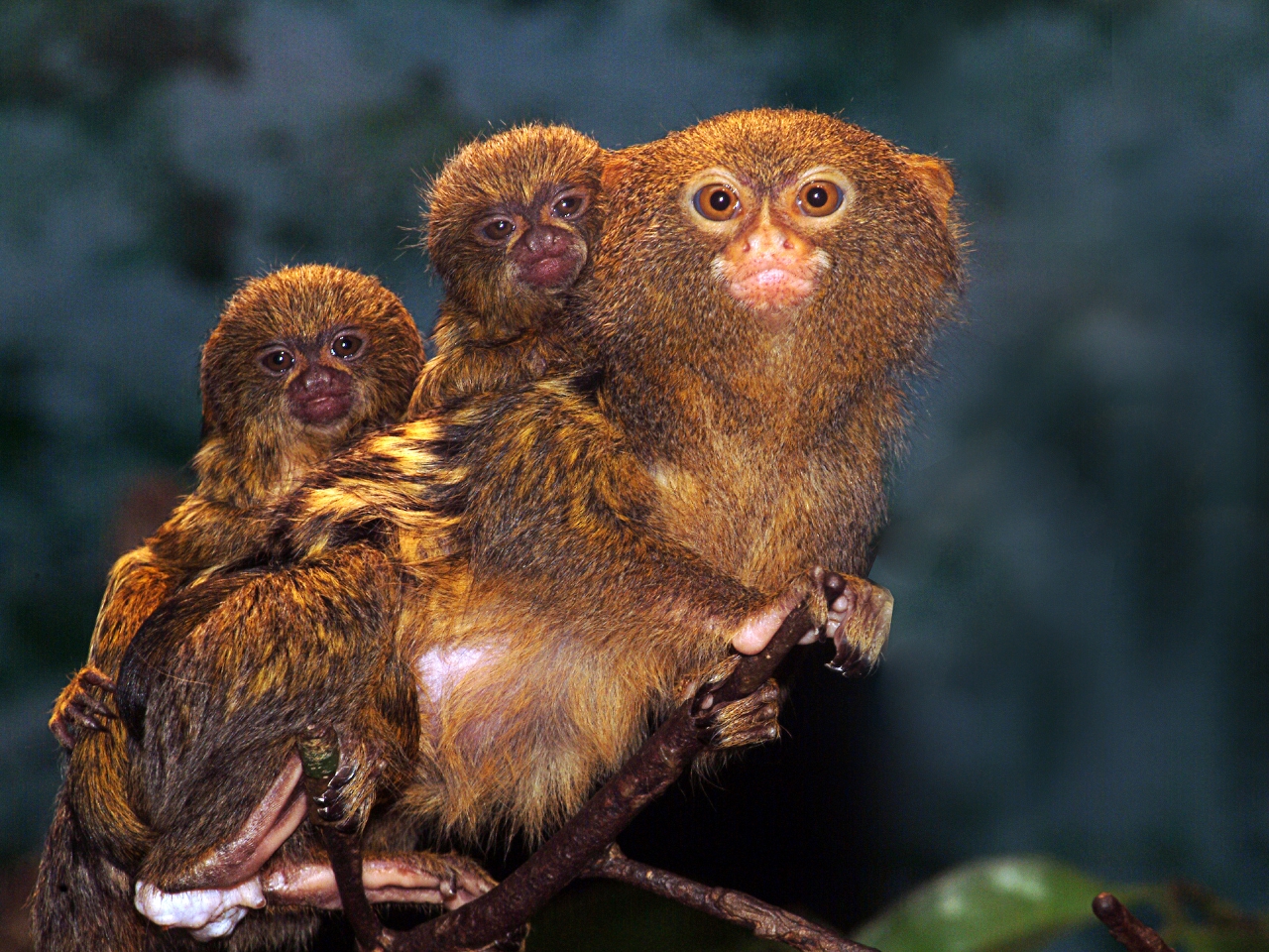 Marmoset Resim