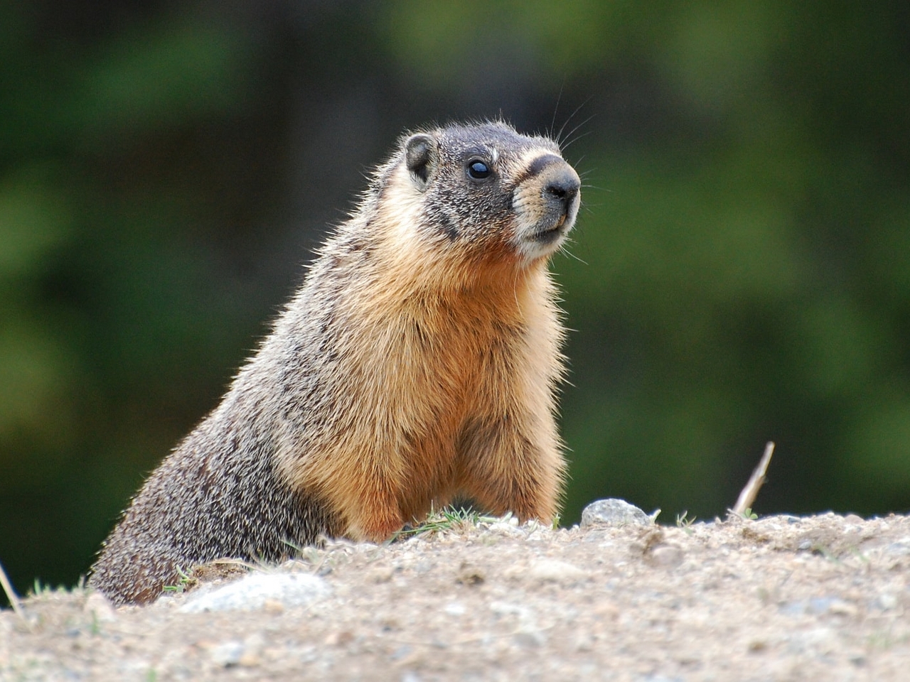 Marmot Resimleri