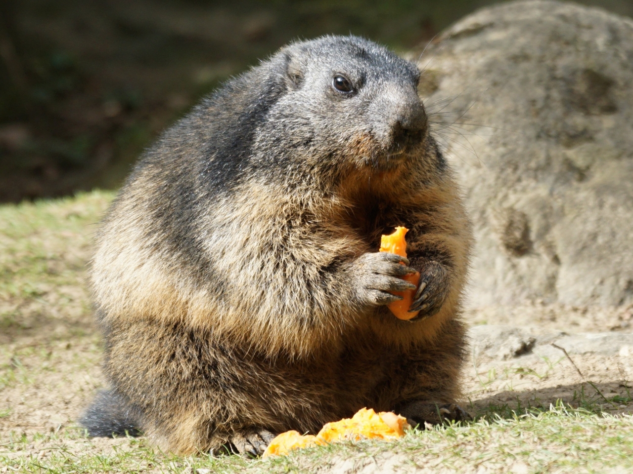 Marmot Resim