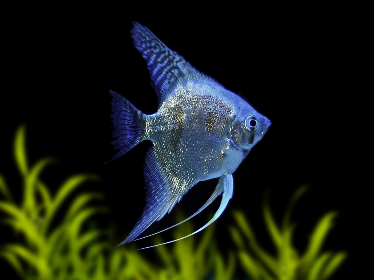 Melek Balığı Resimleri