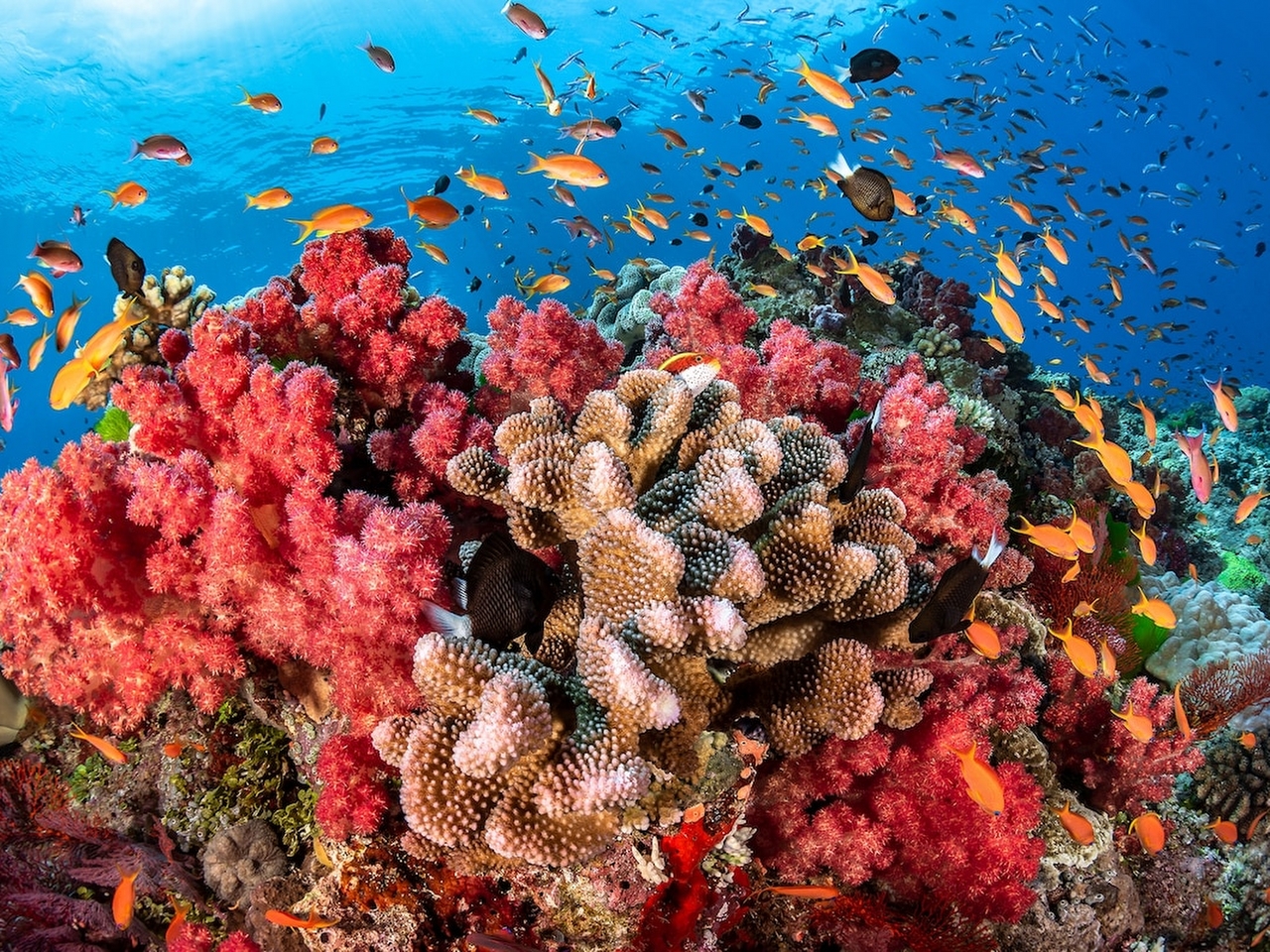 Mercan Resifi Resimleri