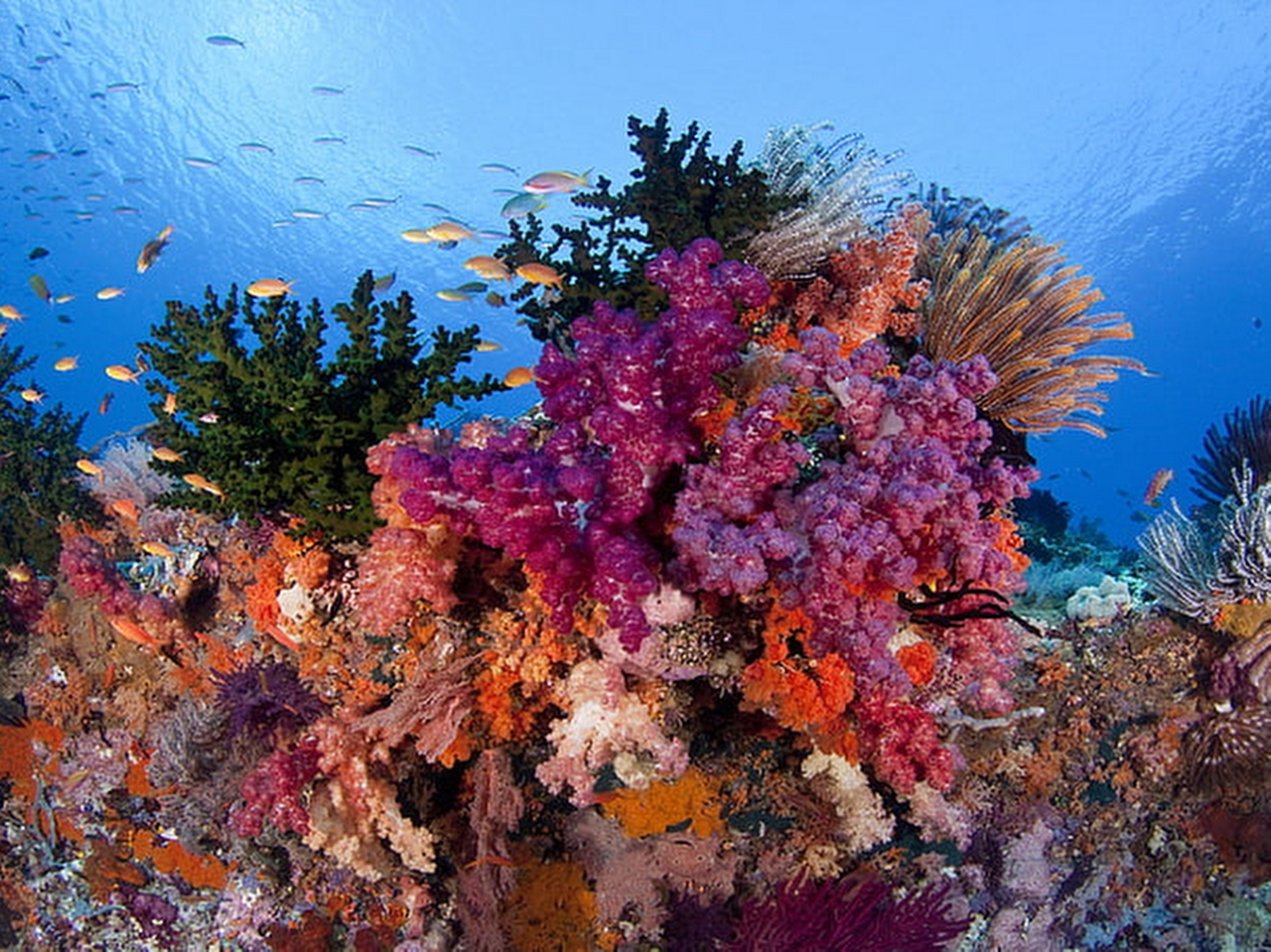 Mercan Resifi Resim