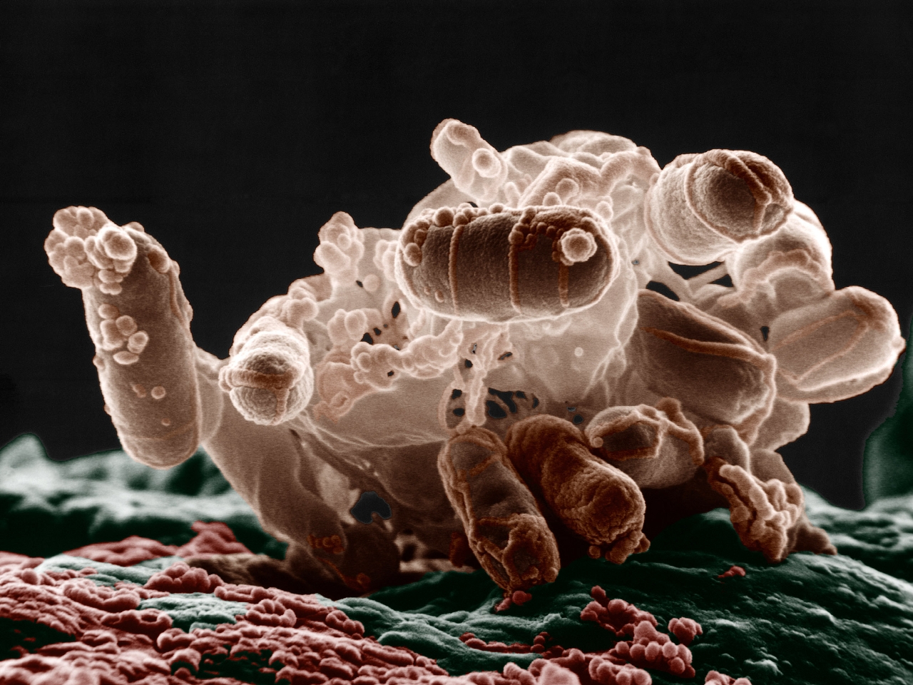 Mikroplar Resimleri