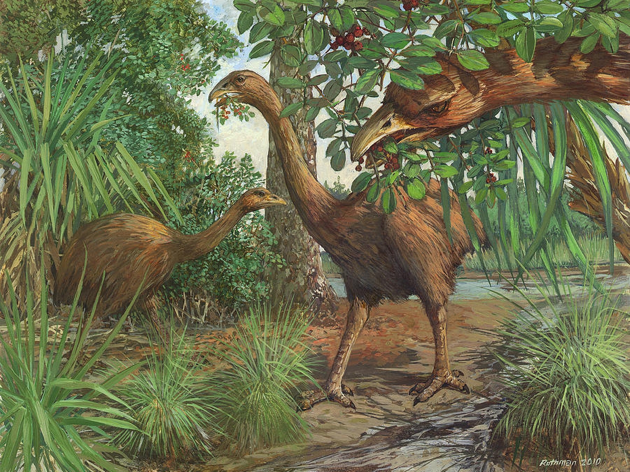 Moa Resimleri