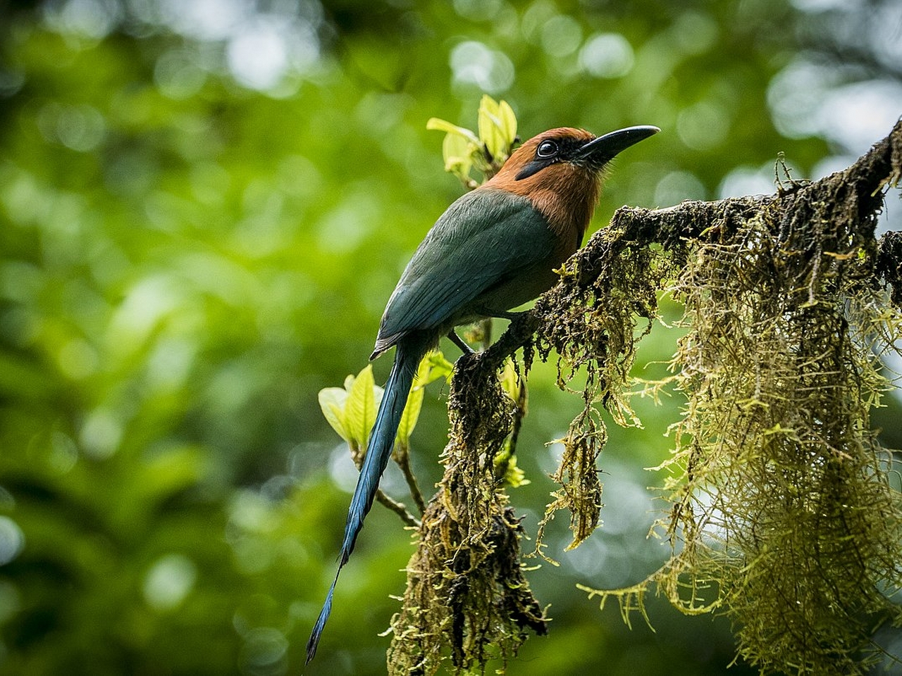 Motmot Resimleri