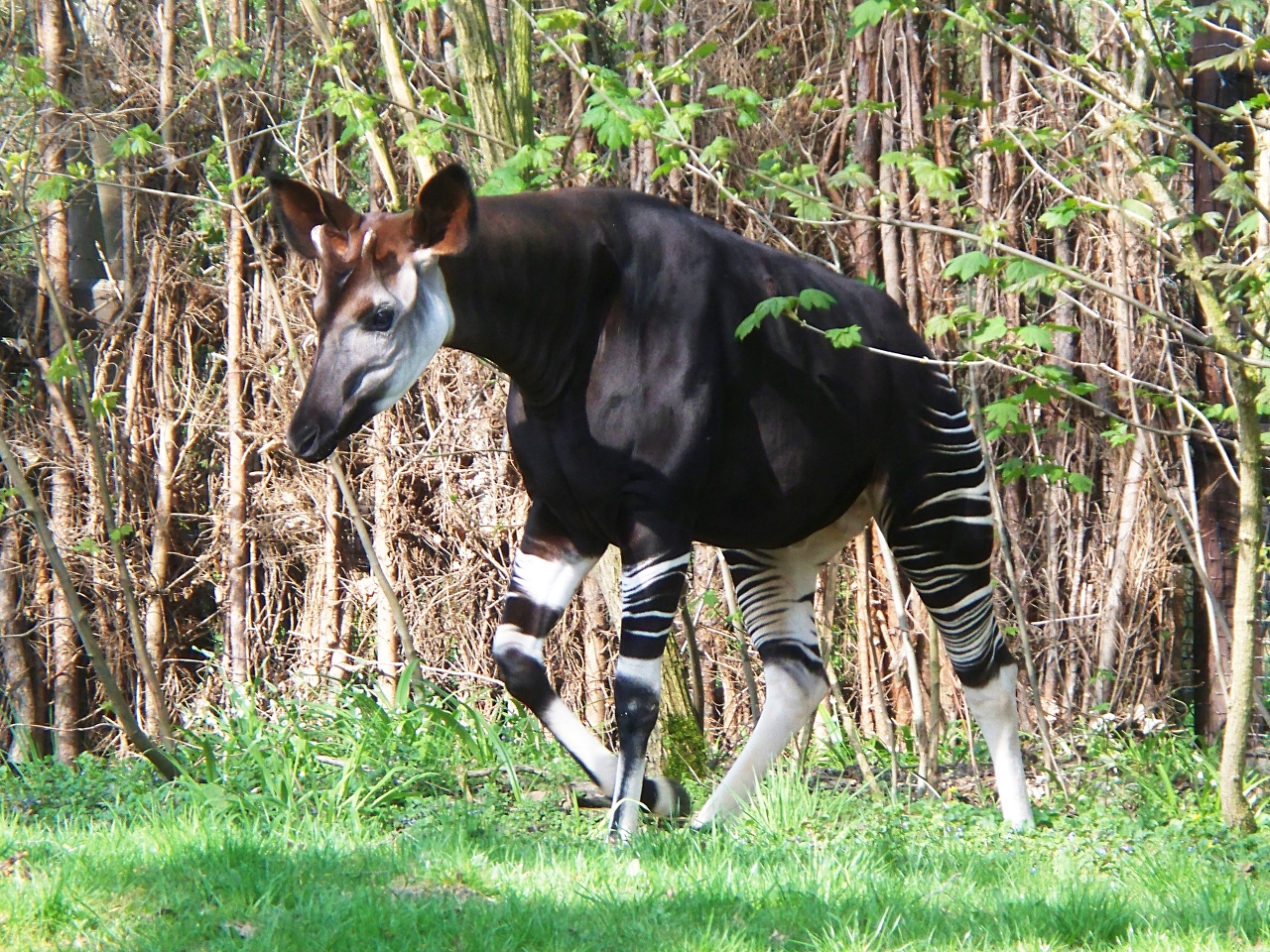 Okapi Resimleri