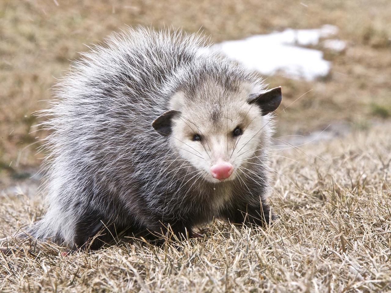 Opossum Resimleri