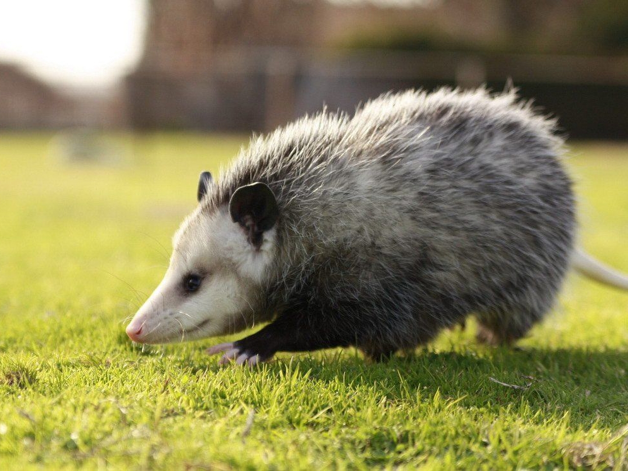 Opossum Resim