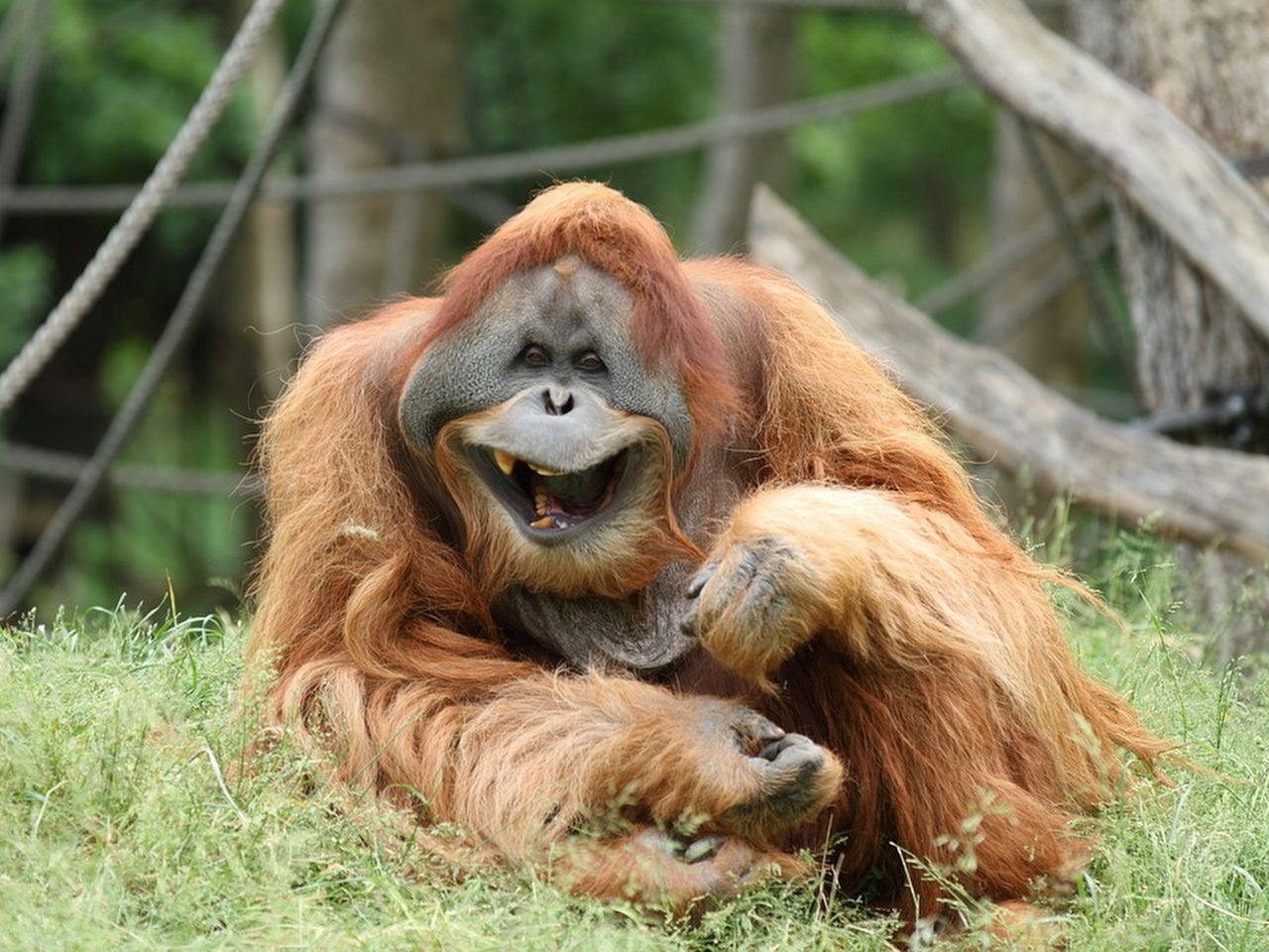 Orangutan Resimleri