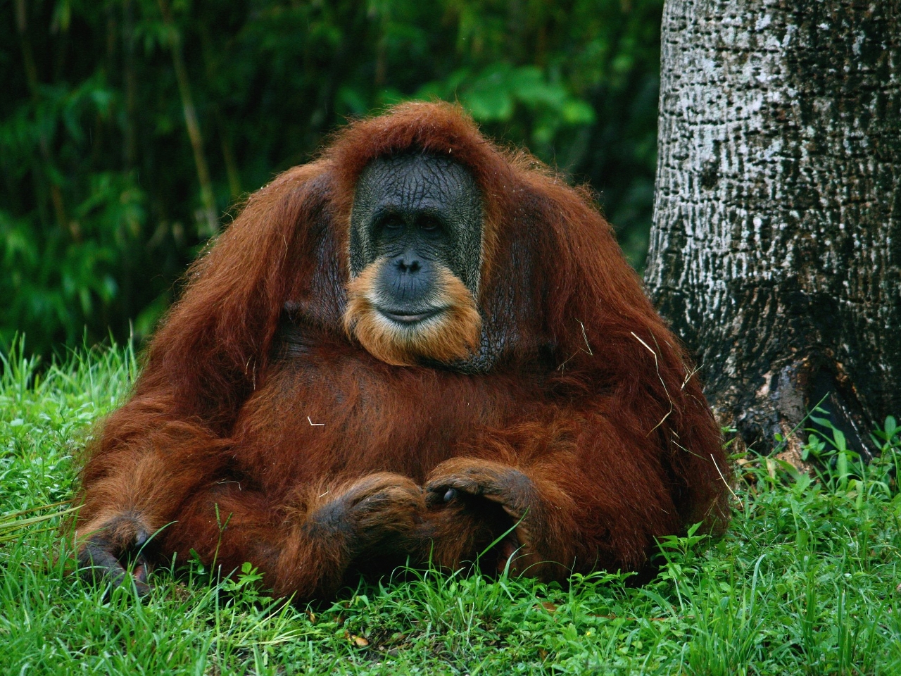 Orangutan Resim