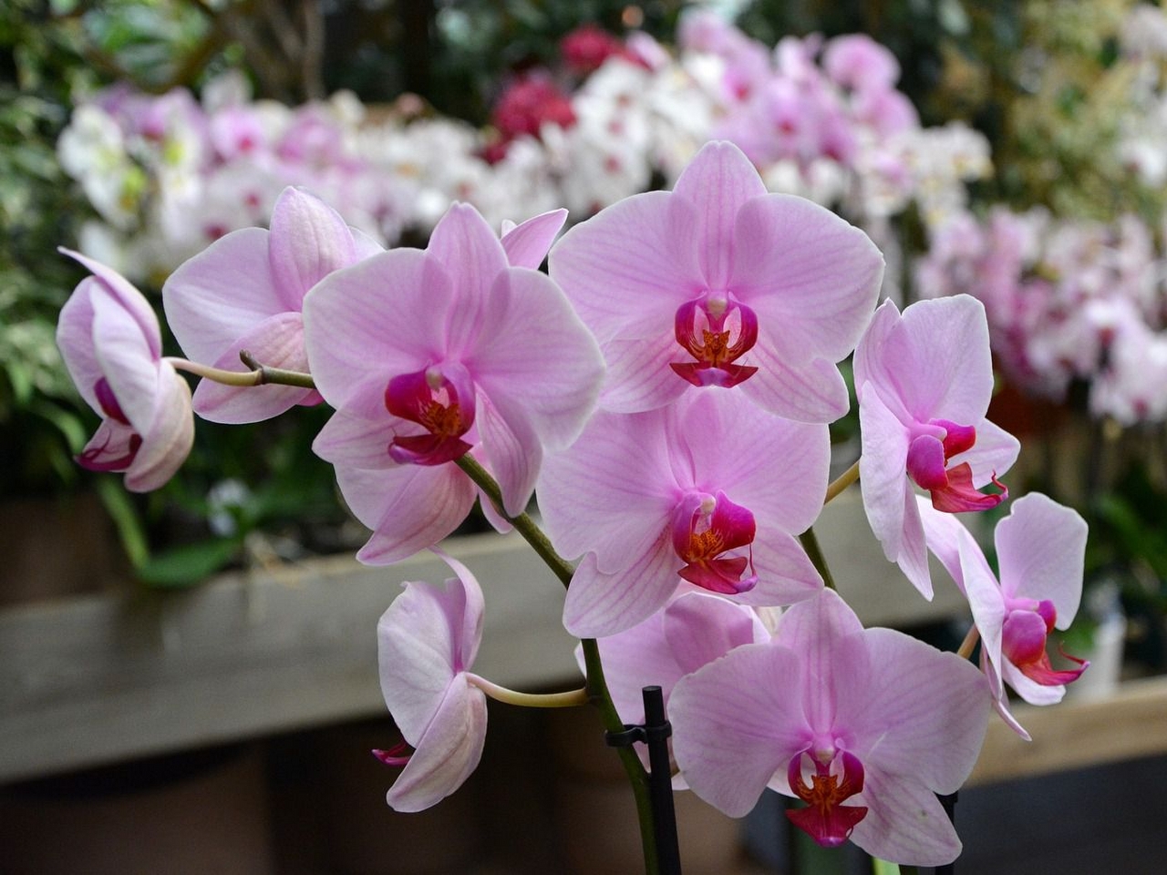Orkide Resimleri