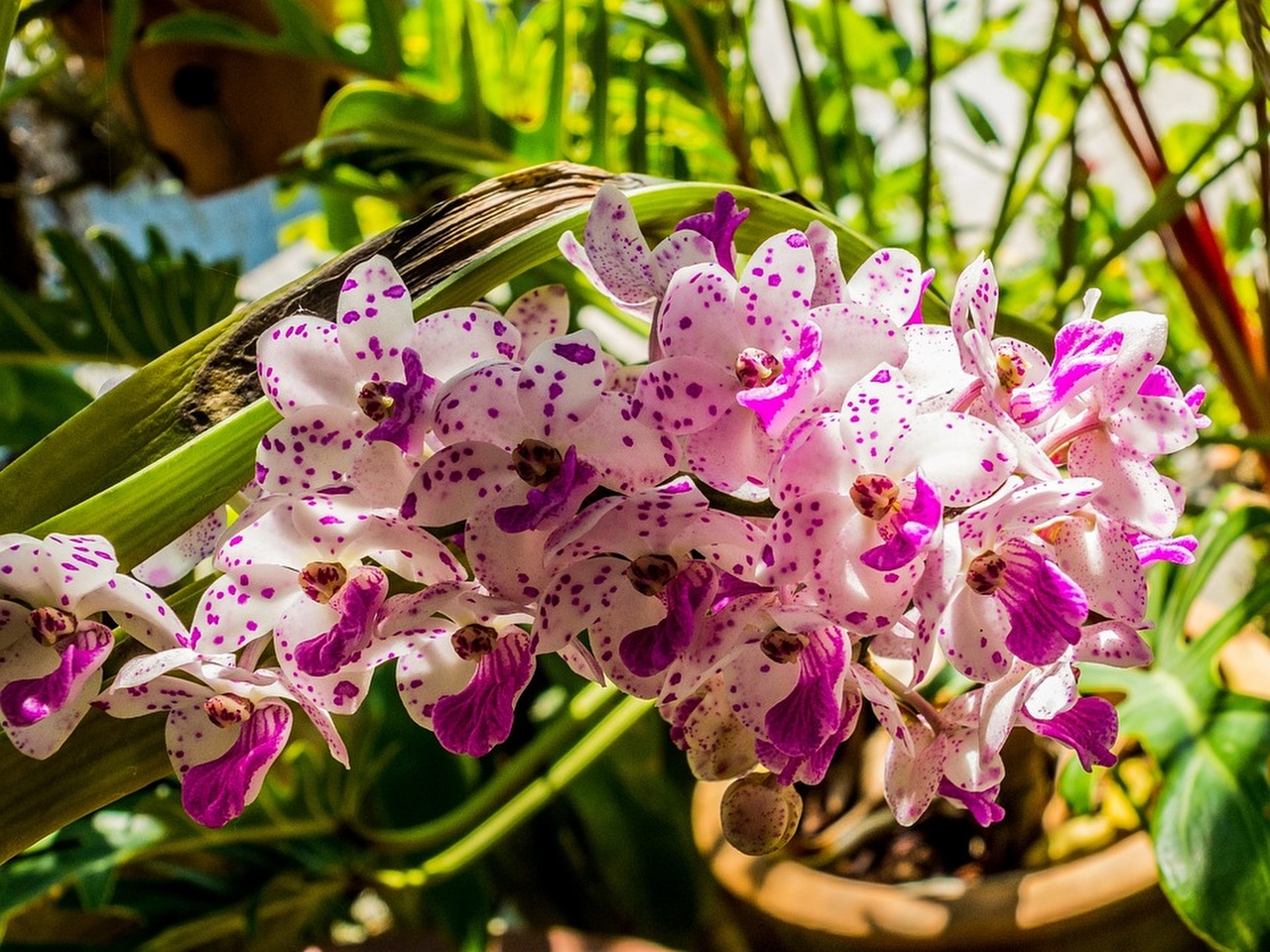 Orkide Resim