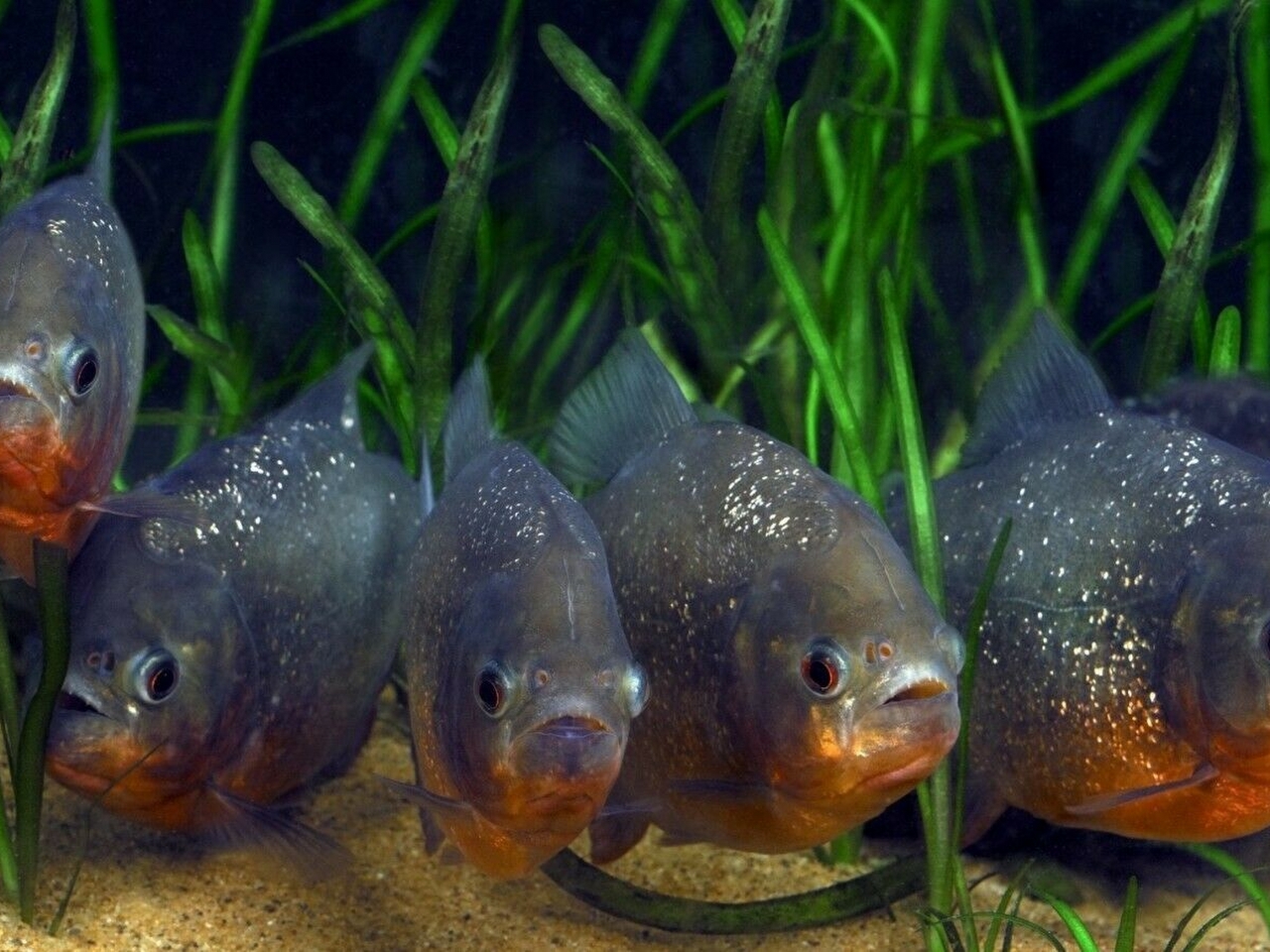 Pirana Resimleri Pirana Resimleri