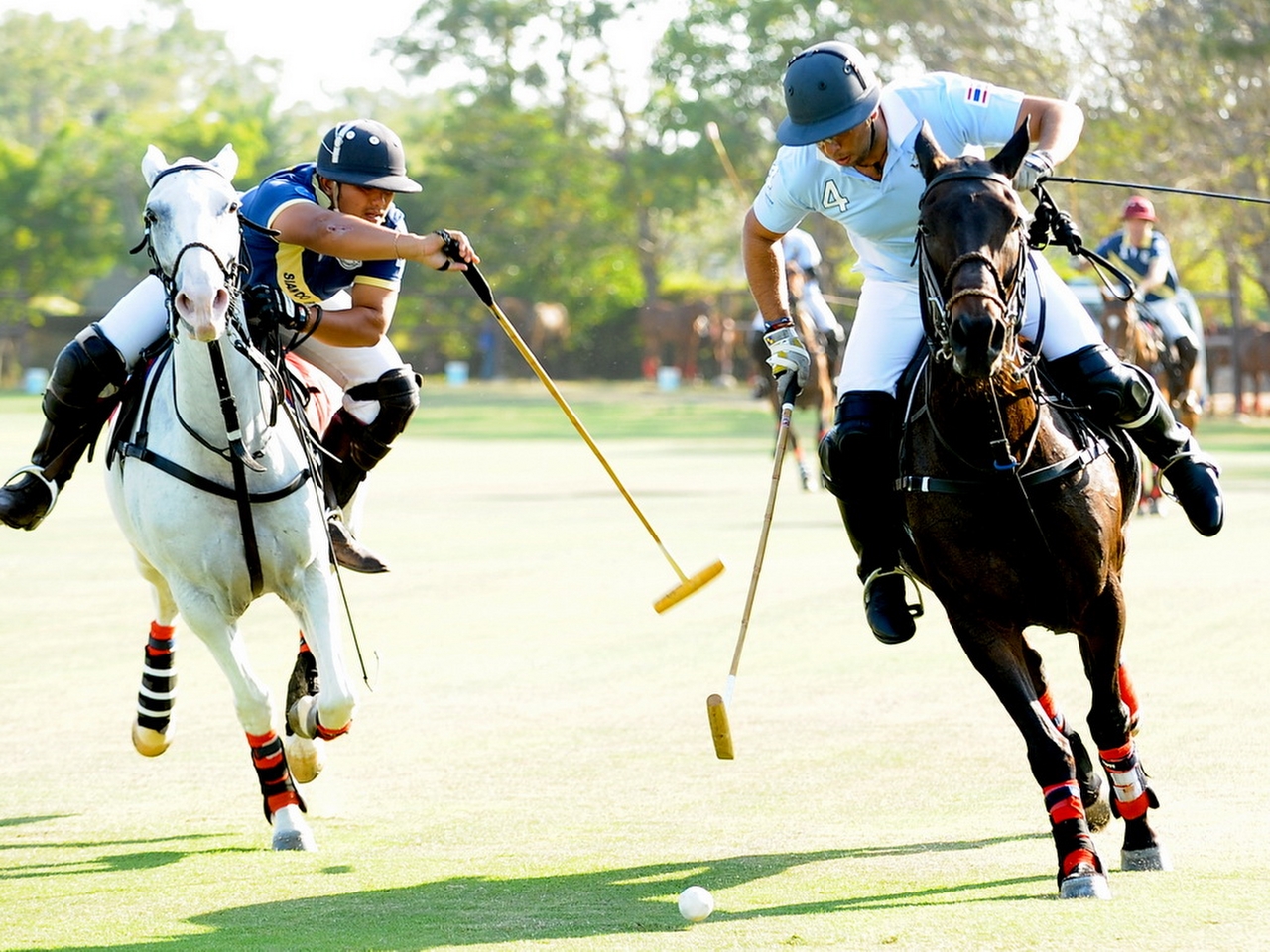 Polo Resimleri Polo Resimleri