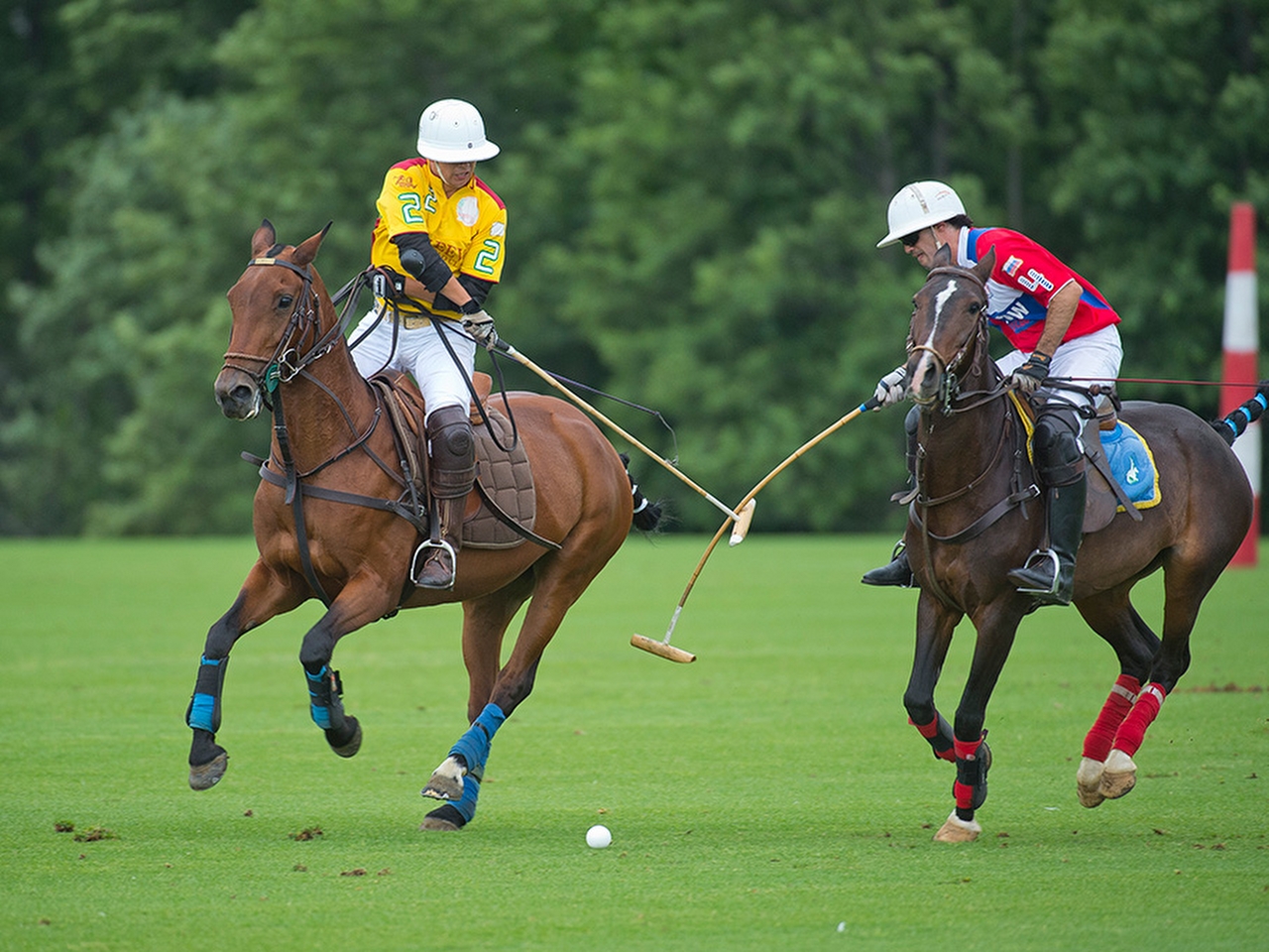 Polo Resim Polo Resim