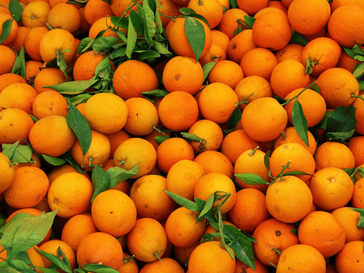 Portakal Resimleri