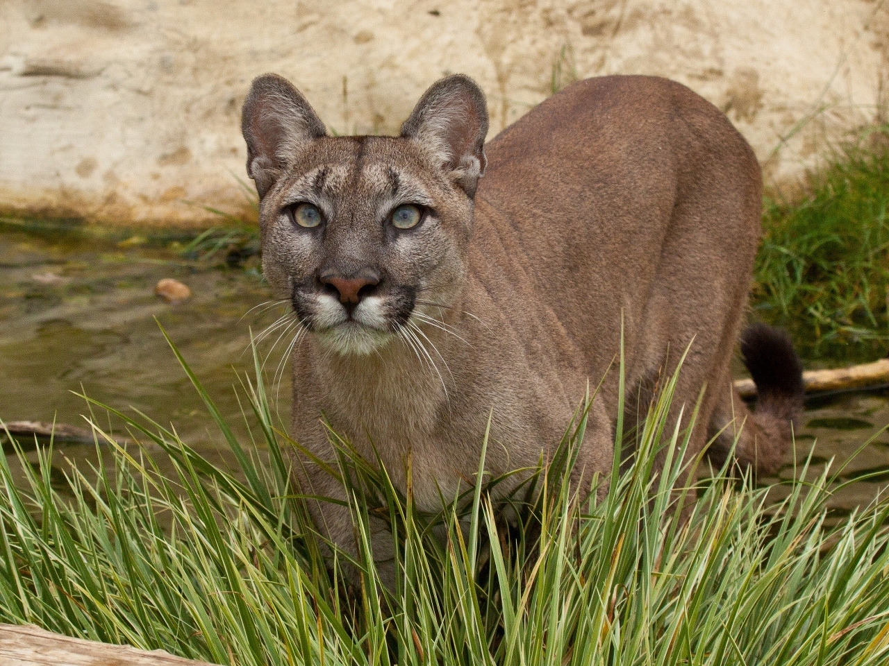 Puma Resimleri Puma Resimleri