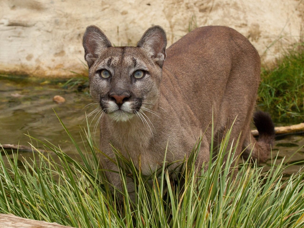 Puma Resimleri