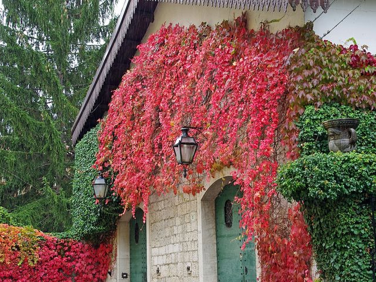 Sarmaşık Resim