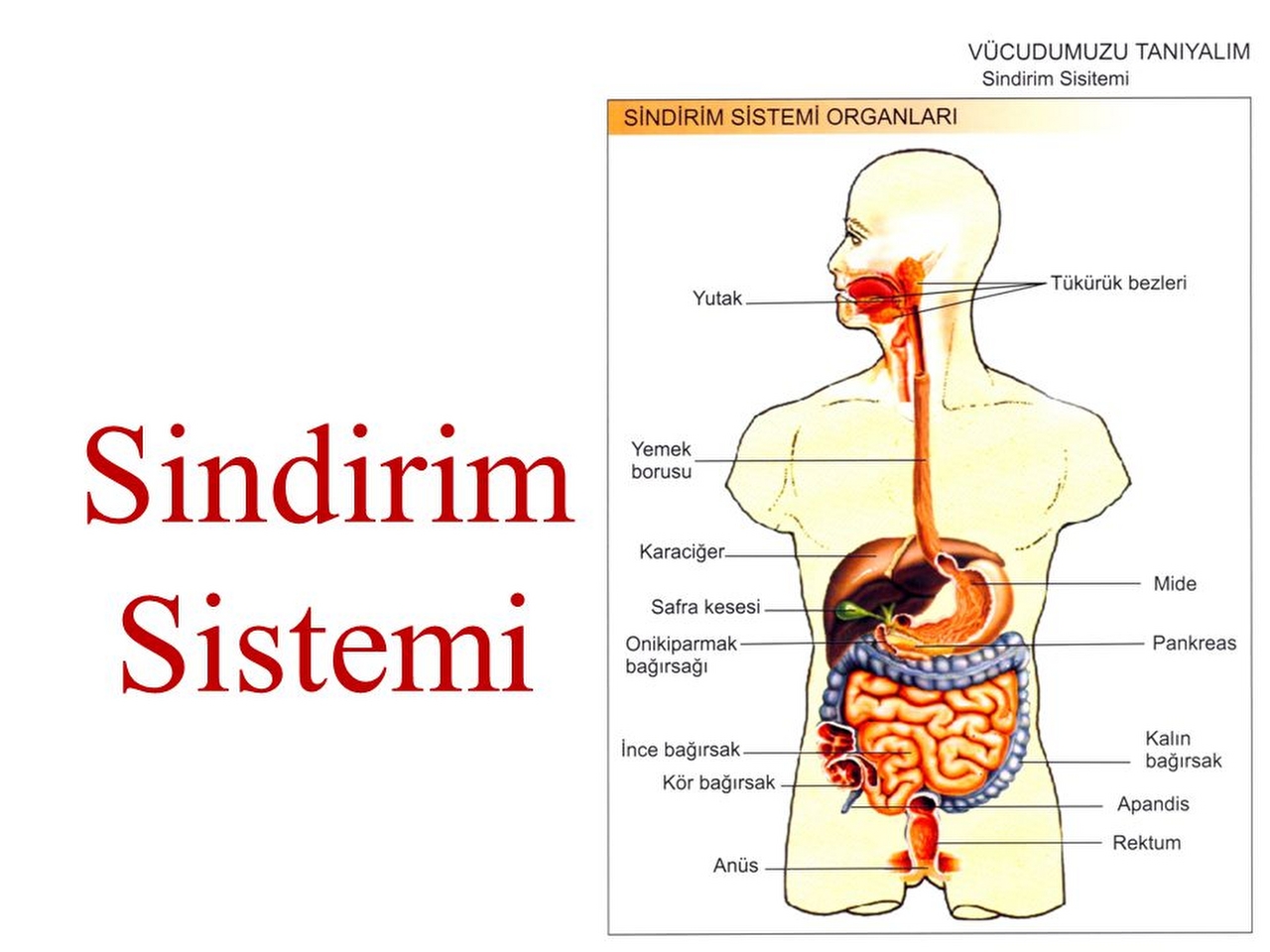 Sindirim Resimleri Sindirim Resimleri