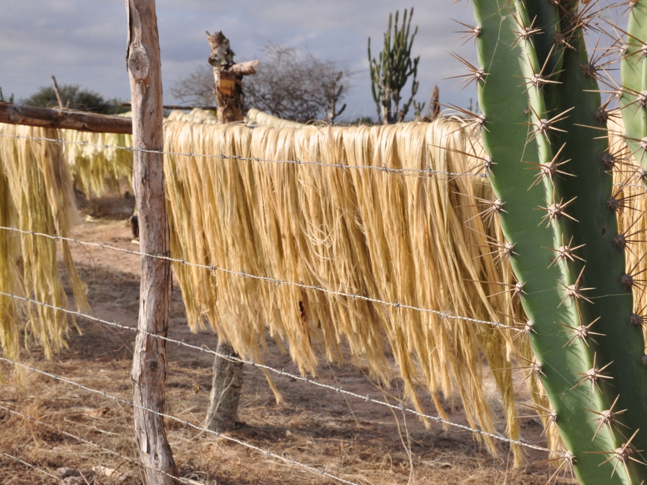 Sisal Resimleri