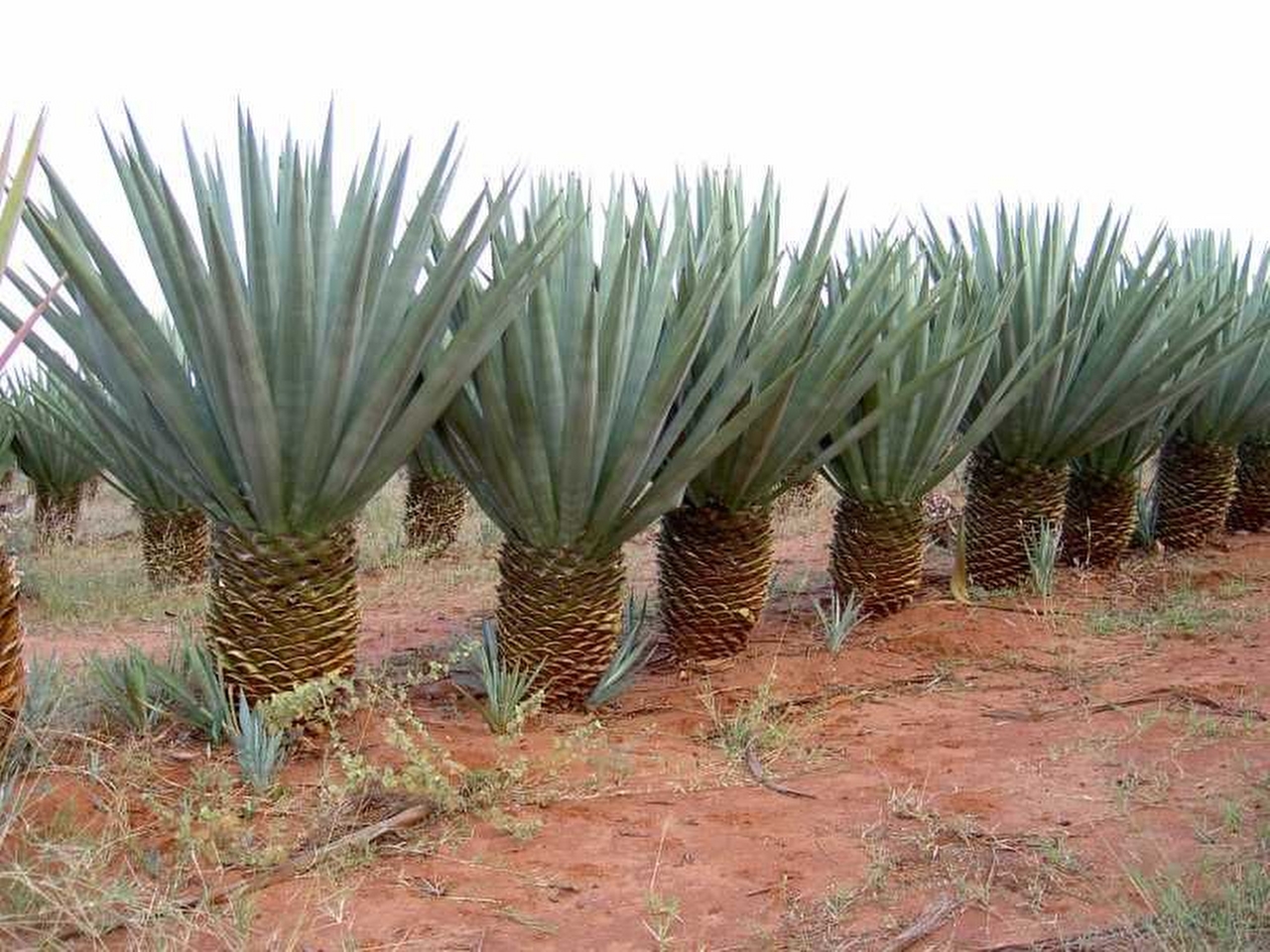 Sisal Resim Sisal Resim