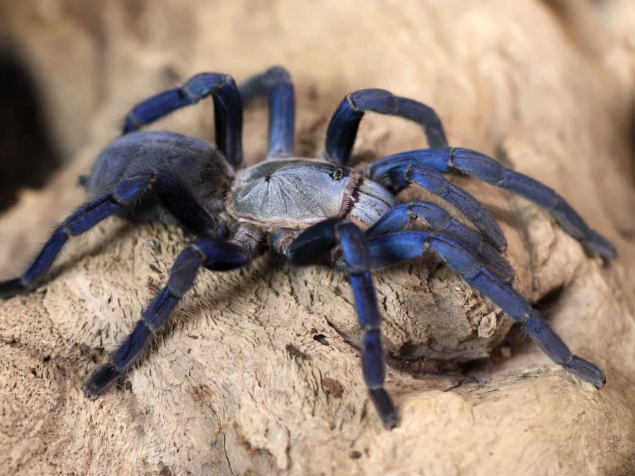 Tarantula Resimleri