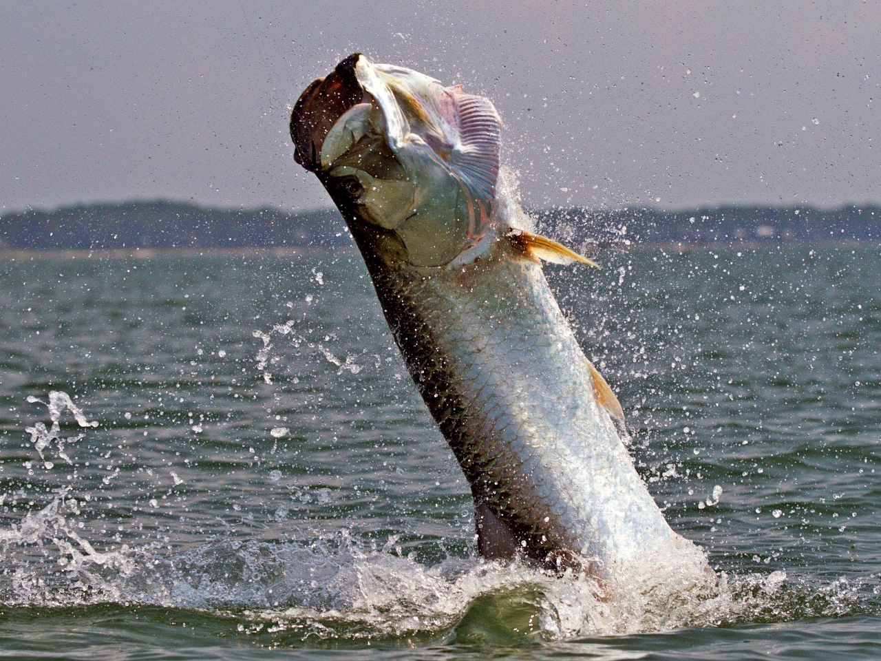 Tarpon Resimleri