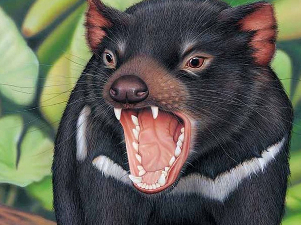 Tasmanya Şeytanı Resimleri