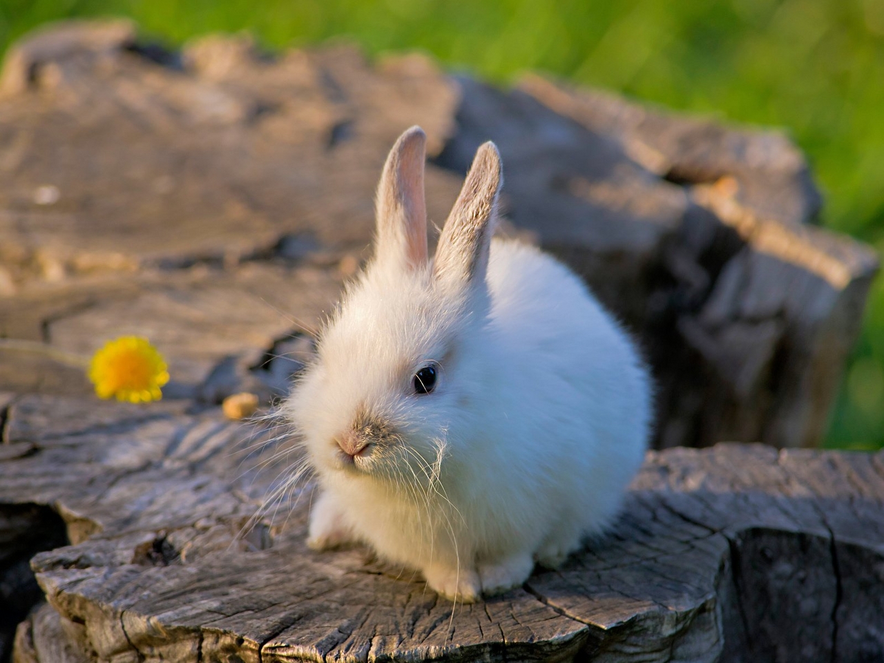 Tavşan Resimleri