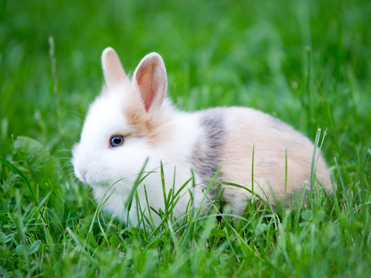 Tavşan Resim