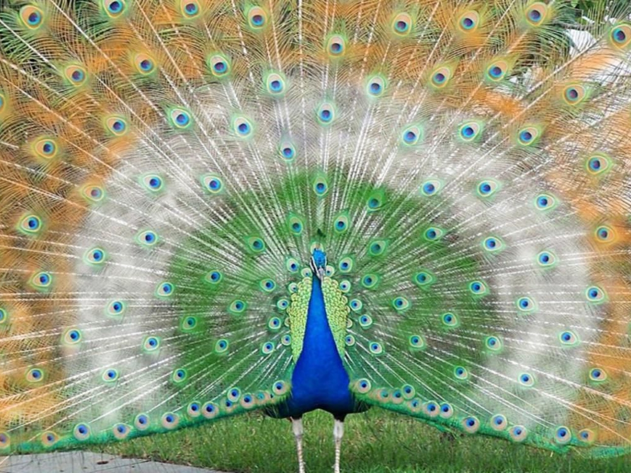 Tavus Kuşu Resim Tavus Kuşu Resim