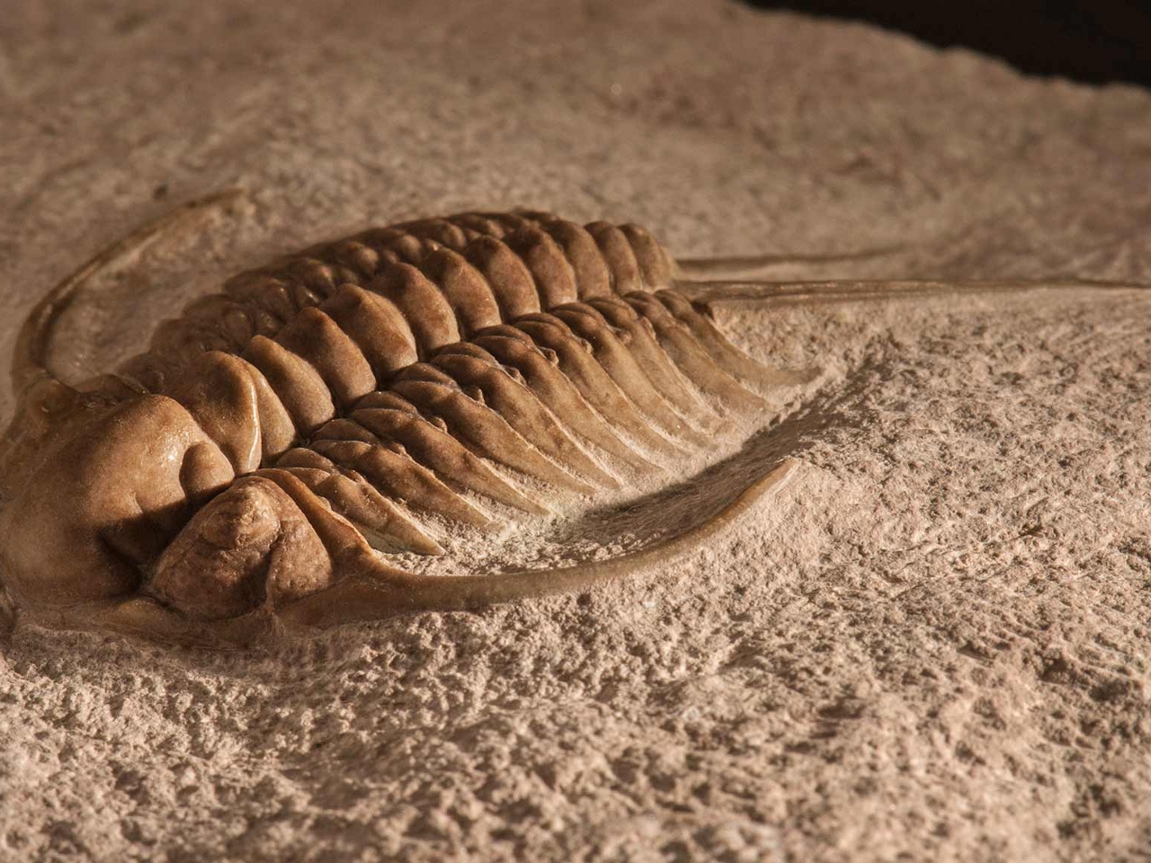 Trilobitler Resimleri